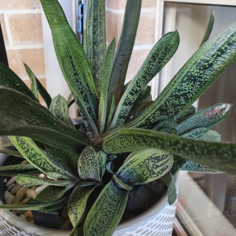 Plant image Gasteria Big Brother