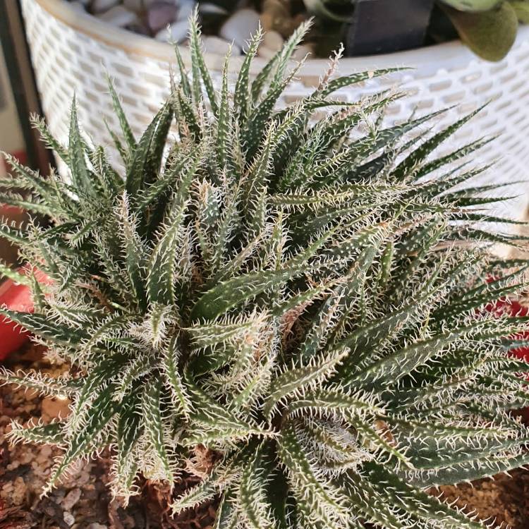 plant image 1299540