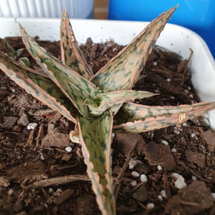 plant image 1299590