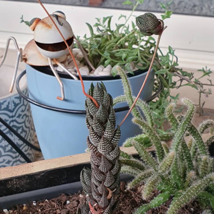 Plant image Haworthiopsis coarctata var. adelaidensis syn. Haworthia coarctata var. adelaidensis