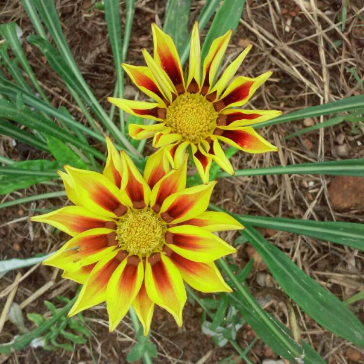 Plant image Gazania 'Daybreak Red Striped'