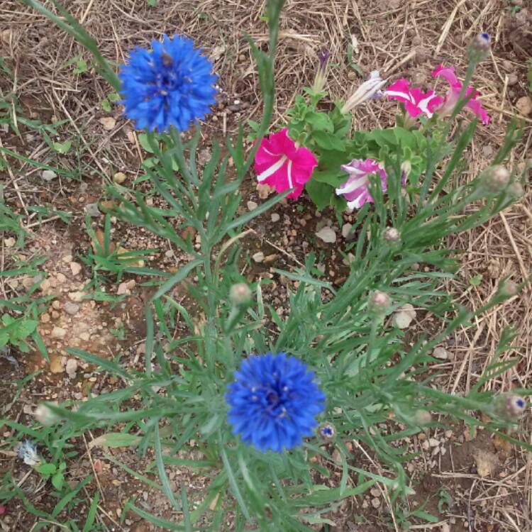 Plant image Centaurea cyanus 'Red Ball'