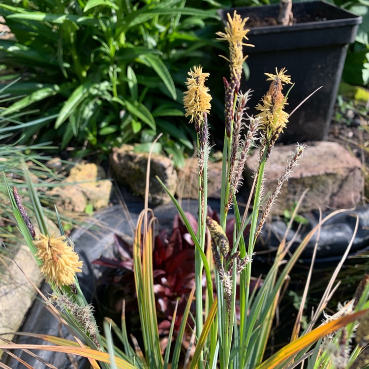 plant image 1002335