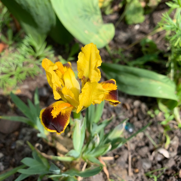plant image 1006249