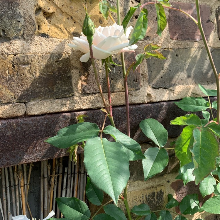 plant image 1006336