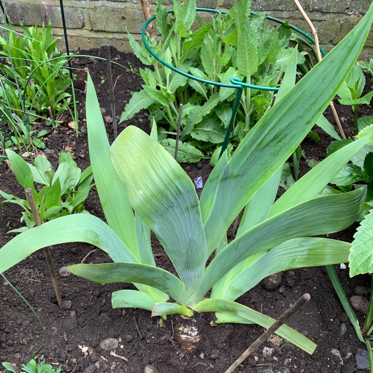 plant image 1013074