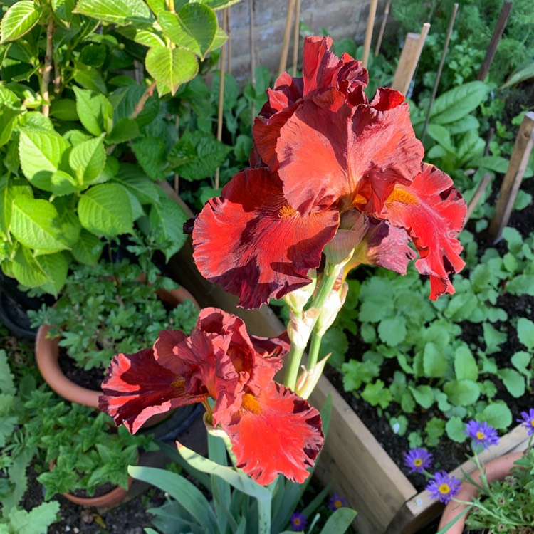 Plant image Iris x germanica 'Sultan's Palace'