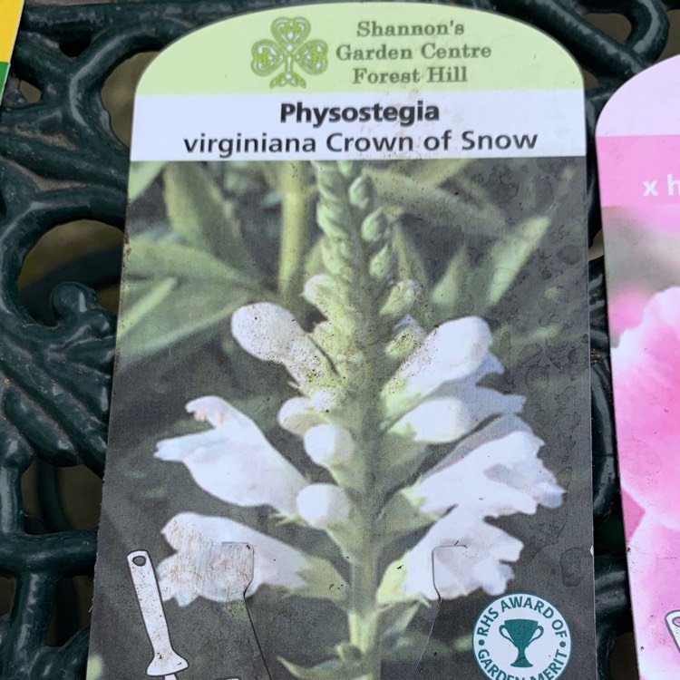 plant image 1089527