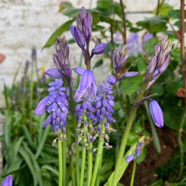 Spanish Bluebell