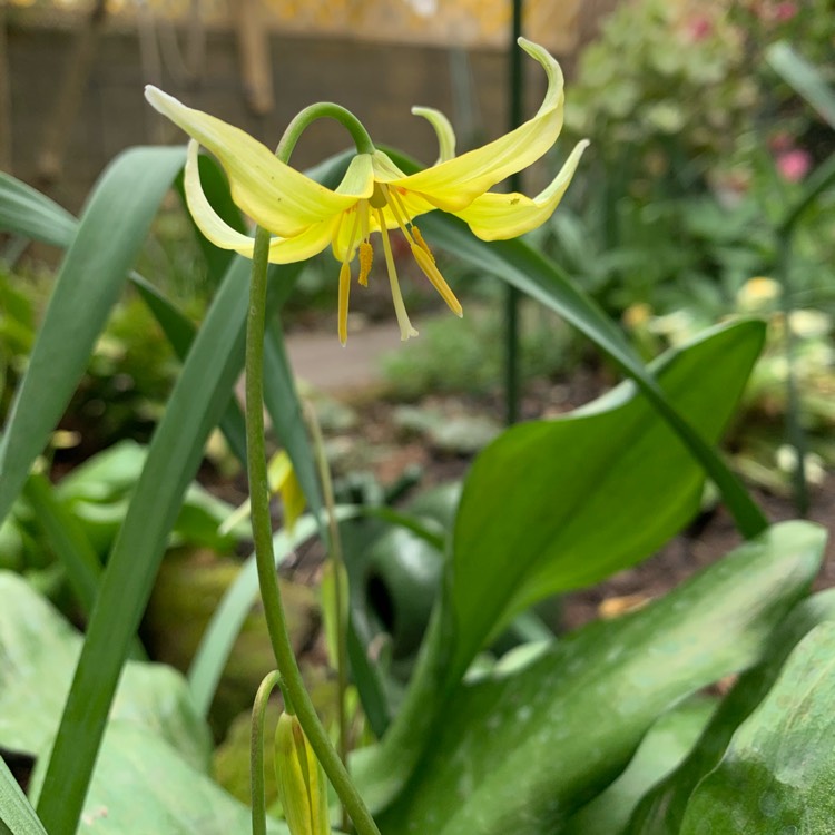 plant image 1464261 plant image 1464261