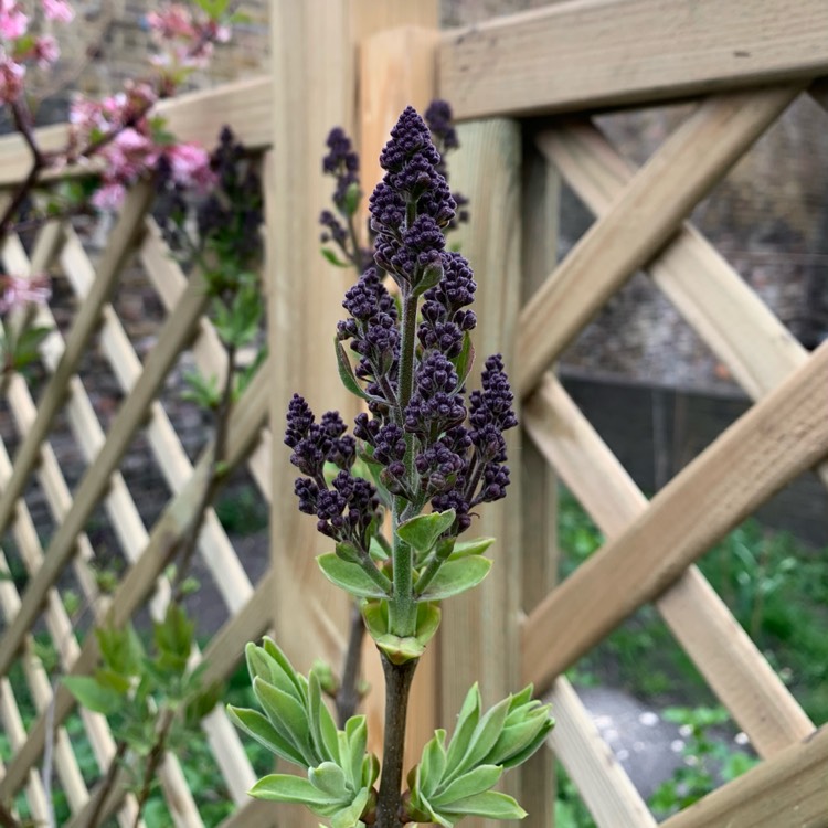 plant image 1464262