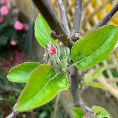 Apple 'Little Pax'