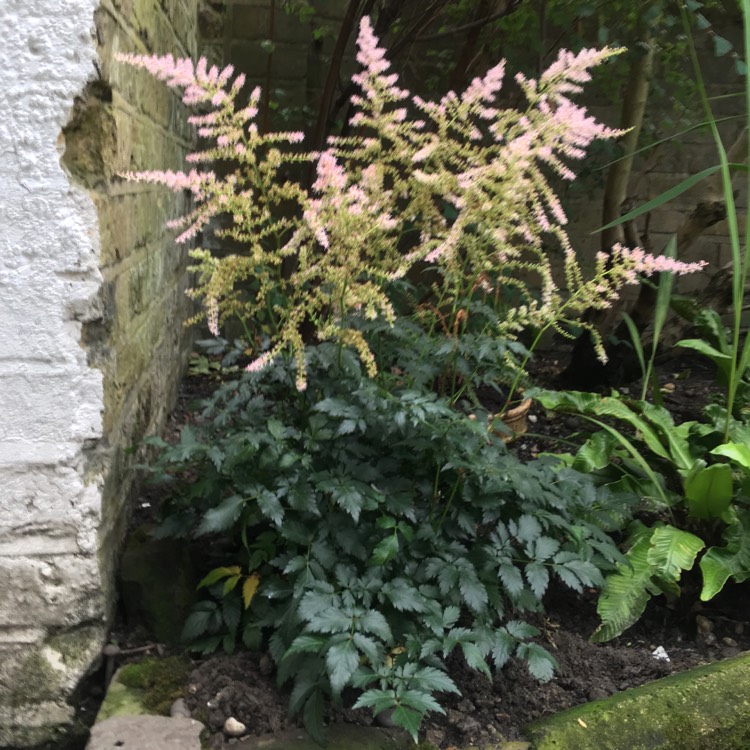 plant image 542790 plant image 542790