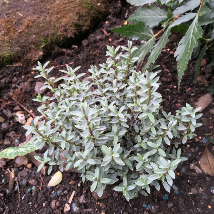 plant image 542792