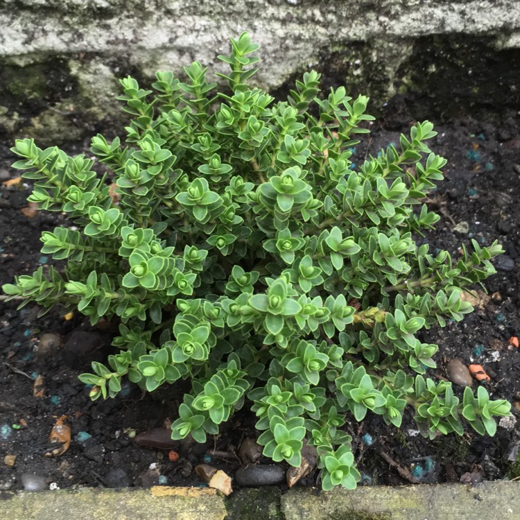 Plant image Hebe 'Celina'