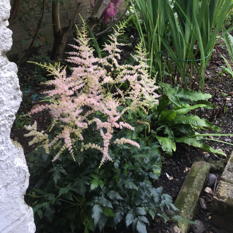 plant image 542865 plant image 542865
