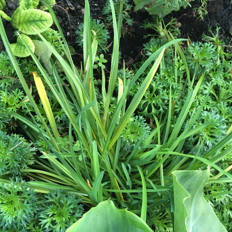 plant image 543069