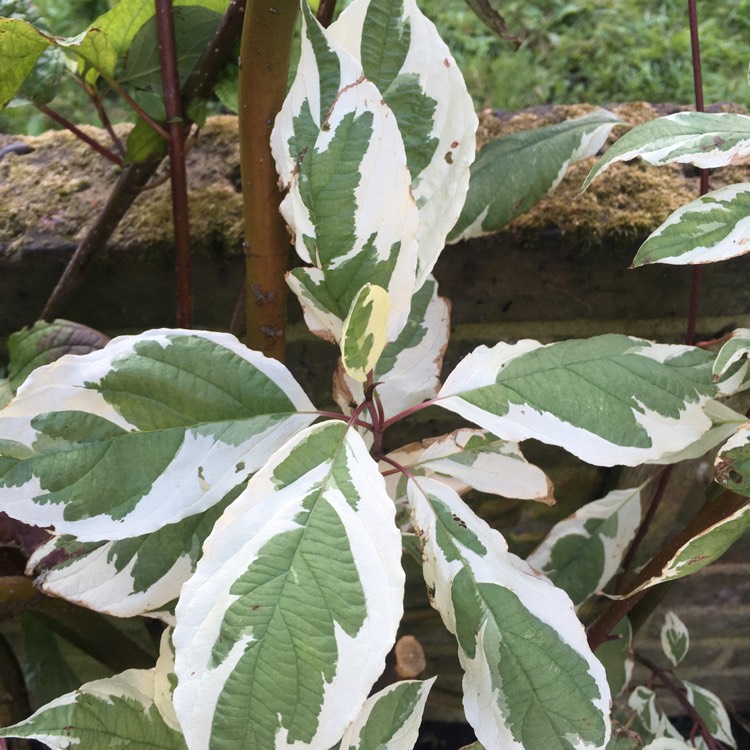 Plant image Cornus alba 'Sibirica Variegata'