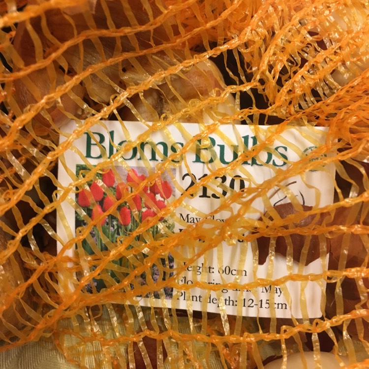 plant image 548996