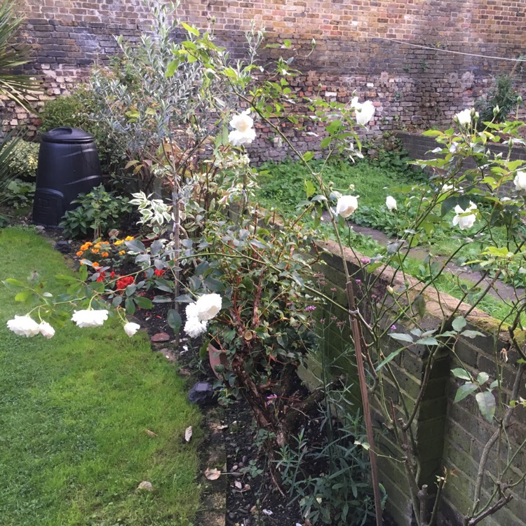 Plant image Rosa 'Korbin' syn. Rosa 'Iceberg', Rosa 'Fee des Neiges', Rosa 'Schneewittchen'