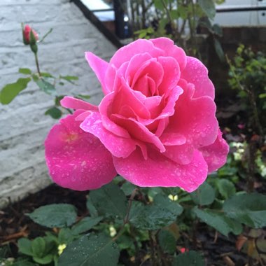 Rosa (Hybrid Tea)