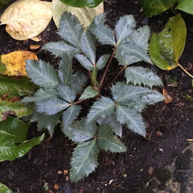 plant image 581824 plant image 581824