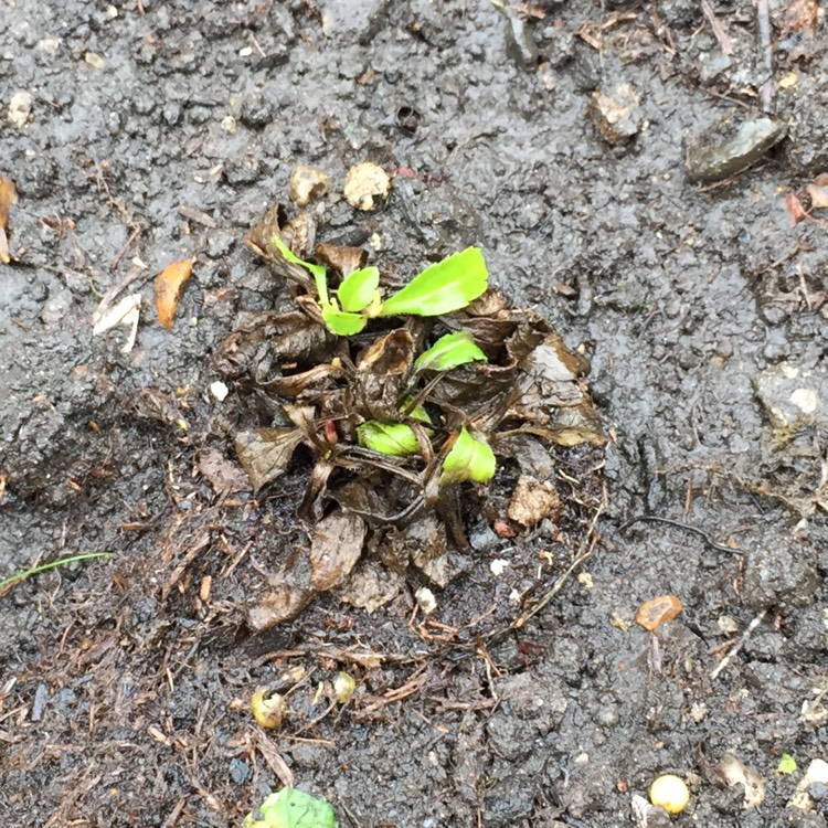 plant image 613660