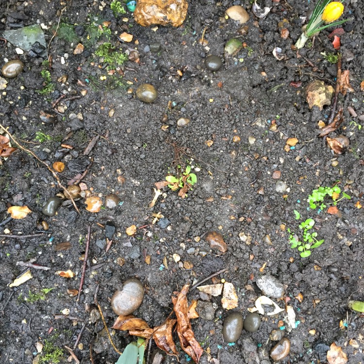 plant image 613677