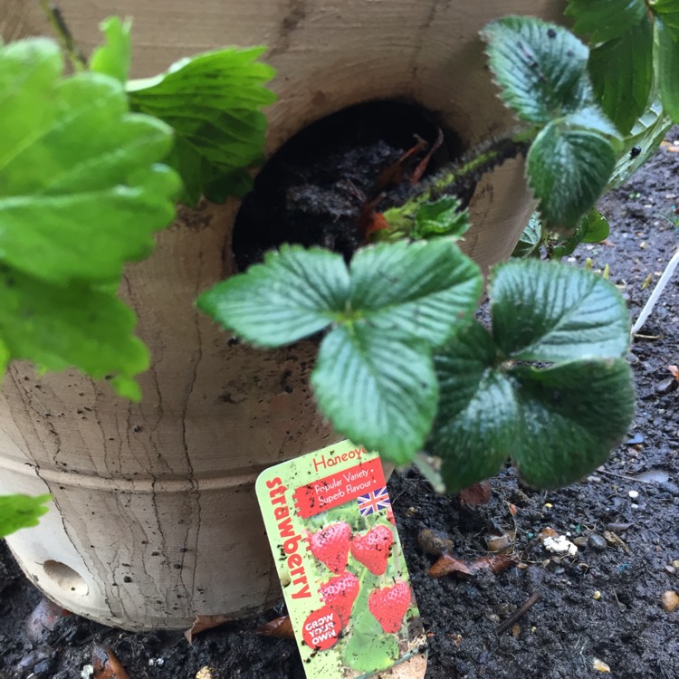 Plant image Fragaria x ananassa 'Honeoye'