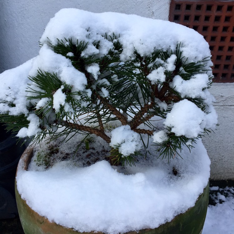 Plant image Pinus mugo 'Pumilio'