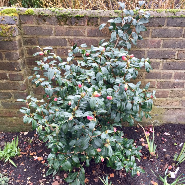 plant image 626665 plant image 626665
