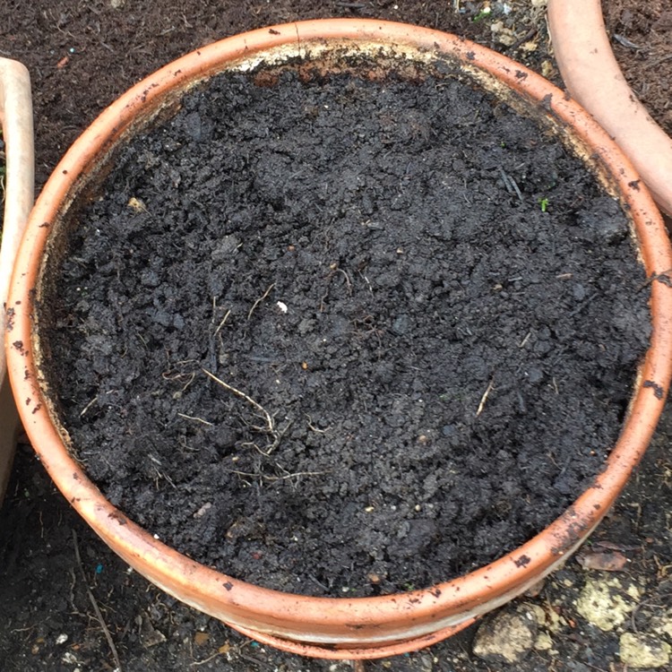 plant image 630016