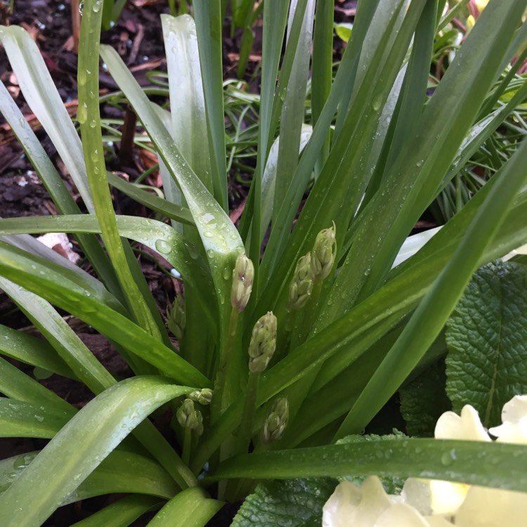 plant image 639459