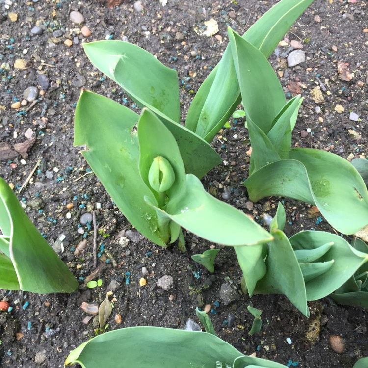 plant image 639462 plant image 639462