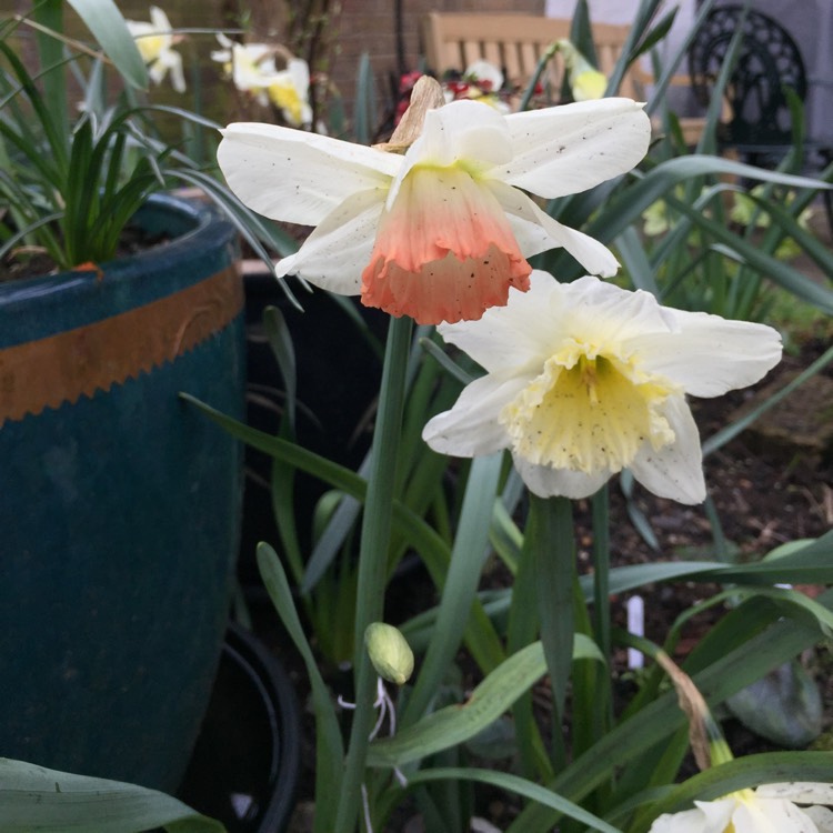 Plant image Narcissus 'Bell Song'