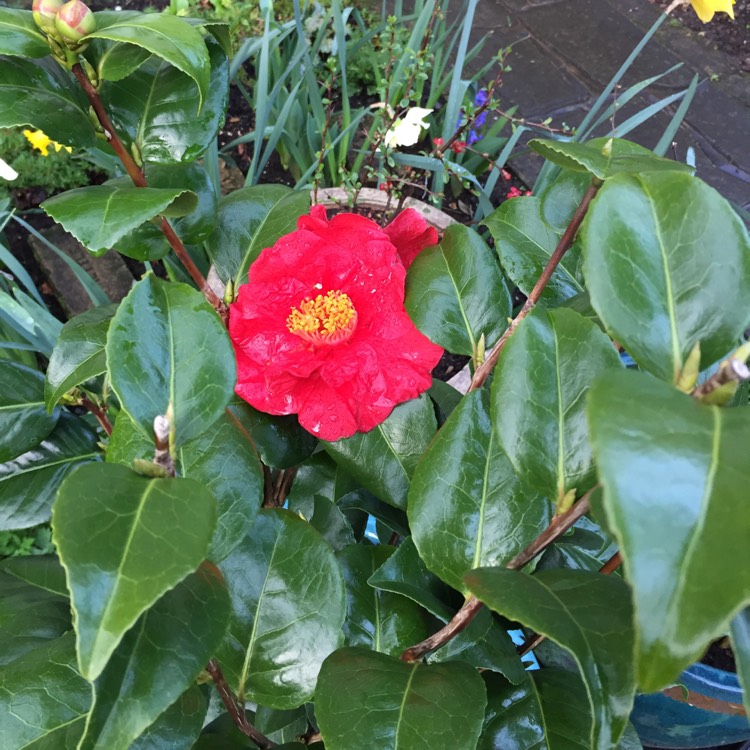 plant image 648498 plant image 648498