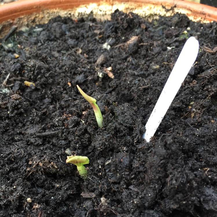 plant image 650276