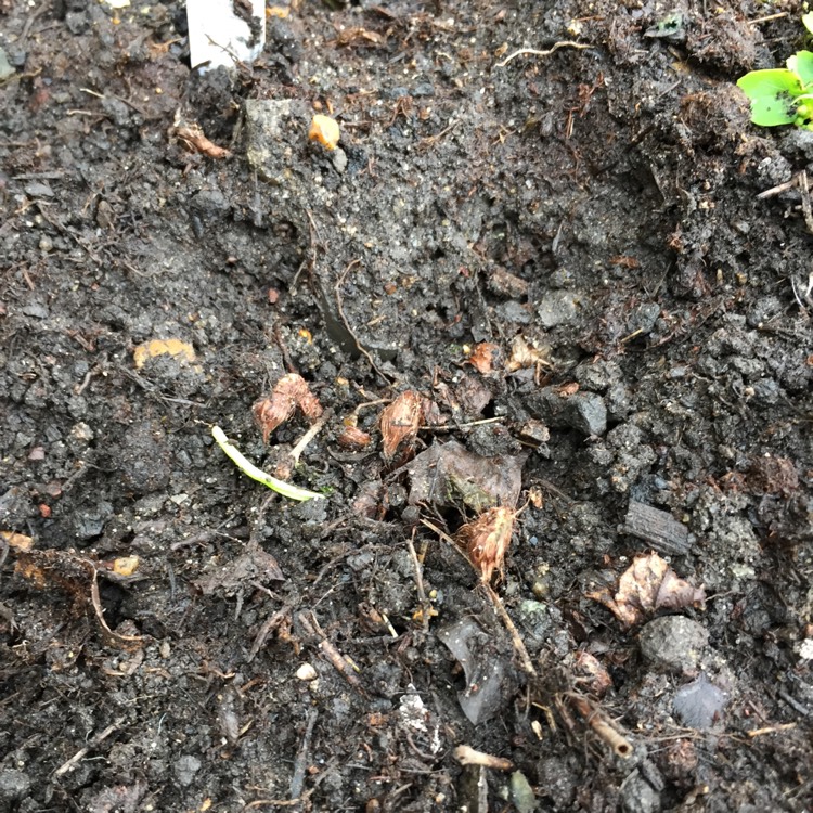 plant image 651355 plant image 651355