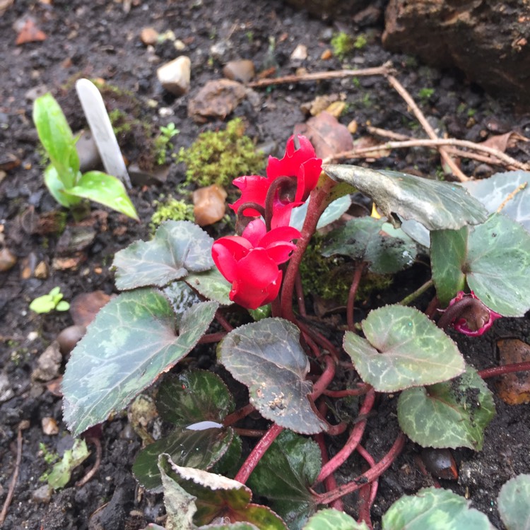 plant image 651359 plant image 651359