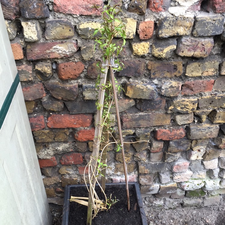 plant image 651365 plant image 651365
