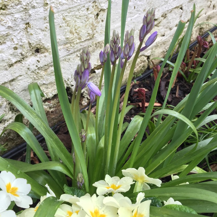 plant image 651374