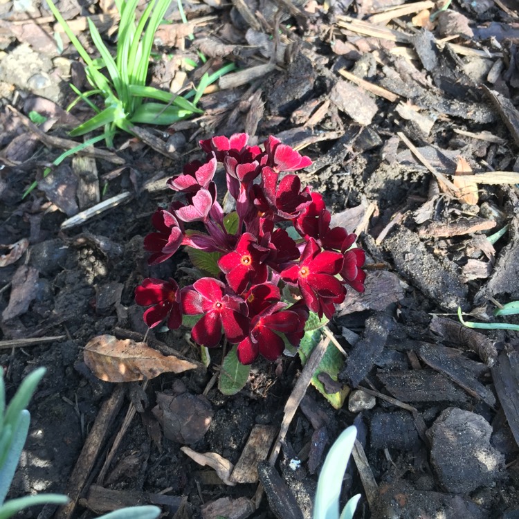 plant image 651818