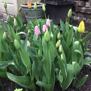 Tulipa