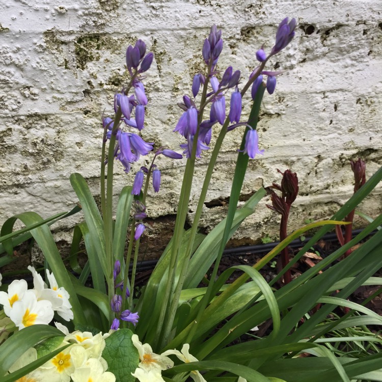 plant image 657538
