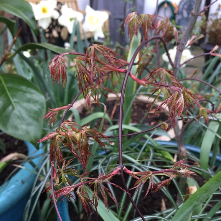 plant image 657546 plant image 657546