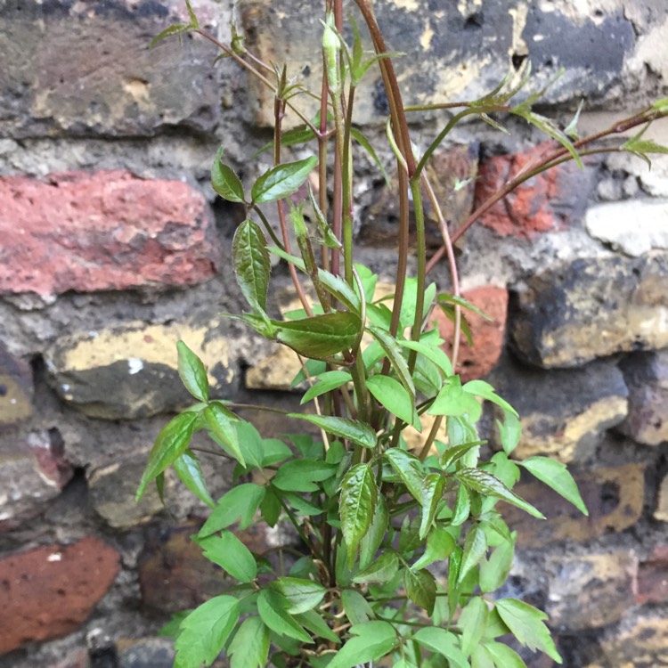 plant image 657566 plant image 657566