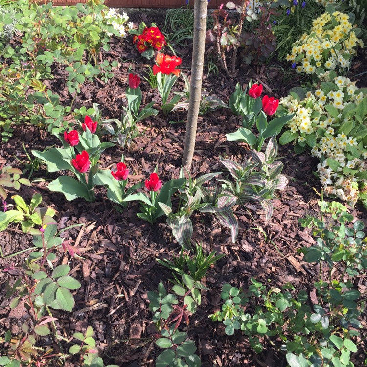 plant image 658780 plant image 658780