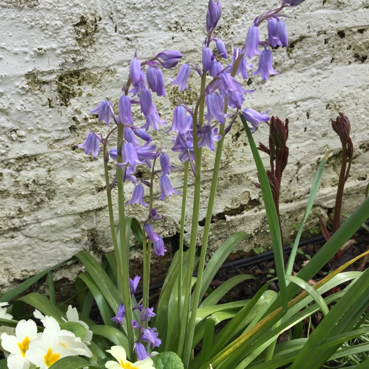 plant image 660058