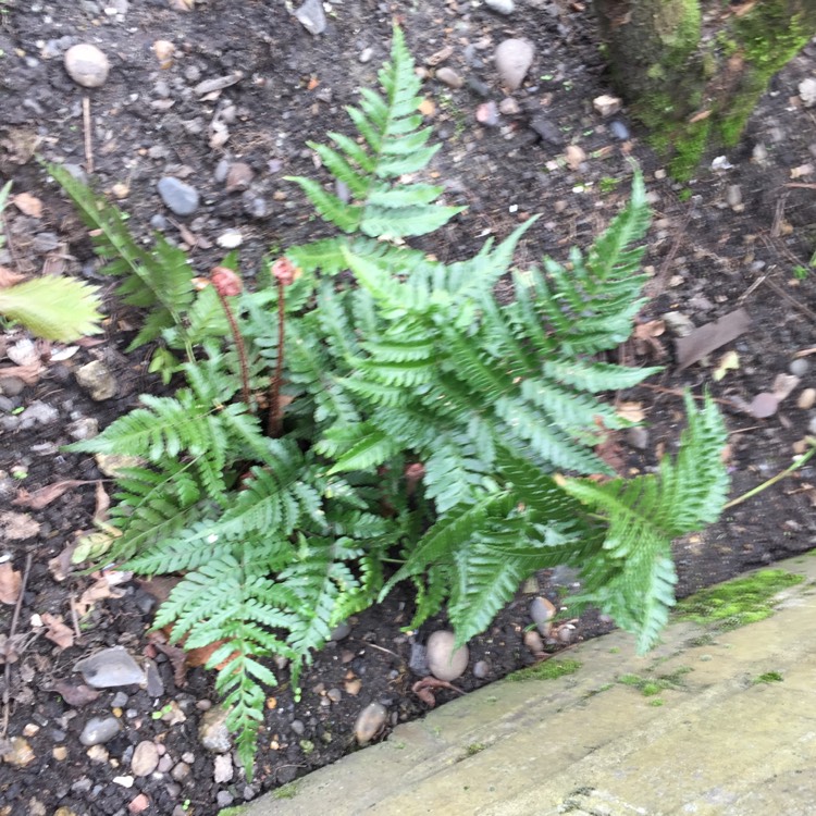 plant image 660106 plant image 660106