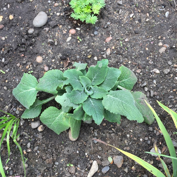 plant image 660124 plant image 660124